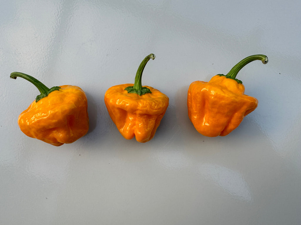 Habanero Big Sun Chilli – three wrinkled orange pods in a row on grey