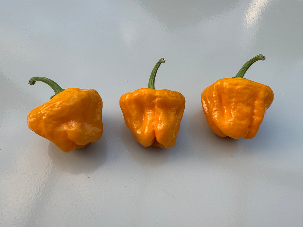 Habanero Big Sun Chilli – three lantern-shaped orange pods side by side