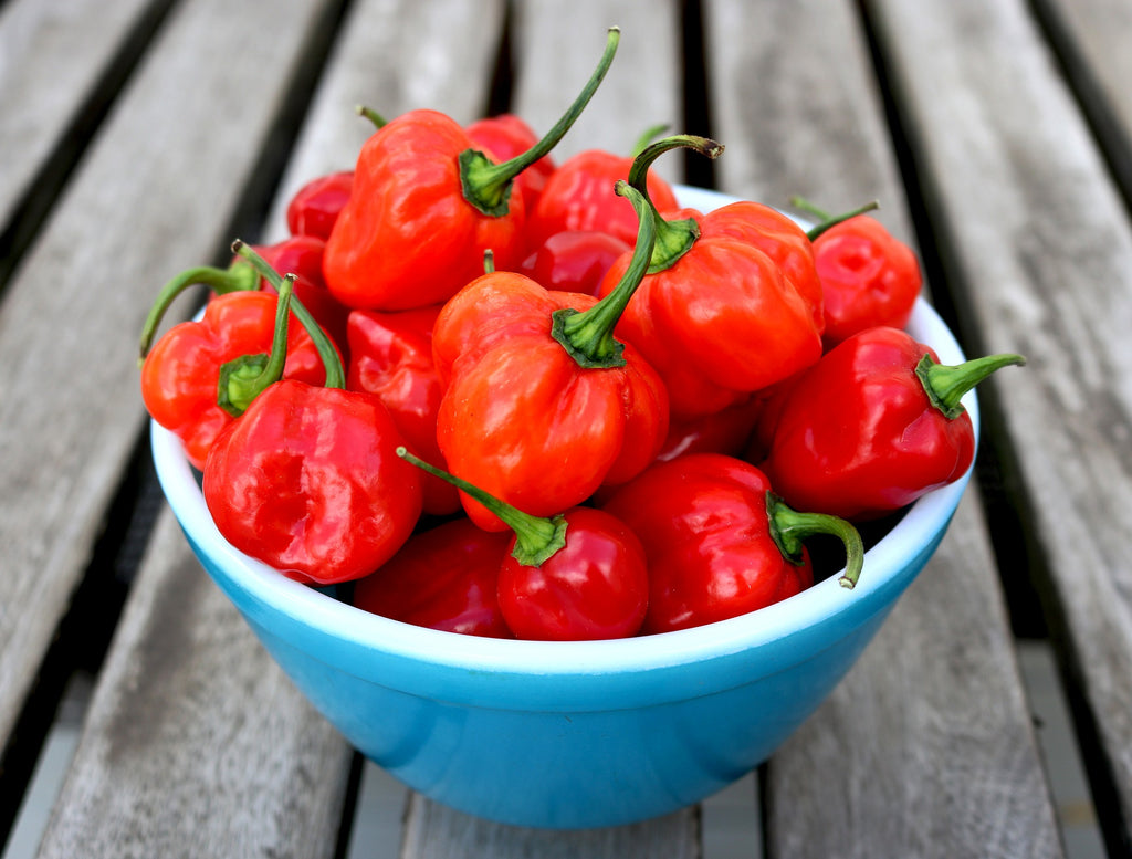 Habanero Red Chilli – blue bowl full of red pods on a wooden table
