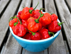 Habanero Red Chilli – blue bowl full of red pods on a wooden table