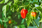 Habanero Red Chilli – red pods ripening on the plant among green leaves