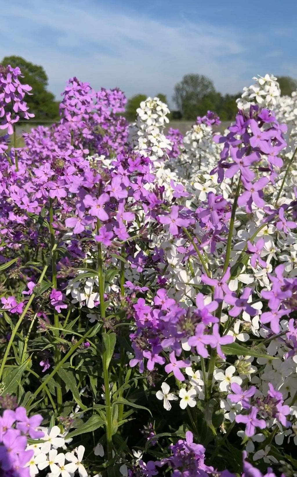 Hesperis Mixed (Hesperis matronalis) – field in flower under blue sky with trees