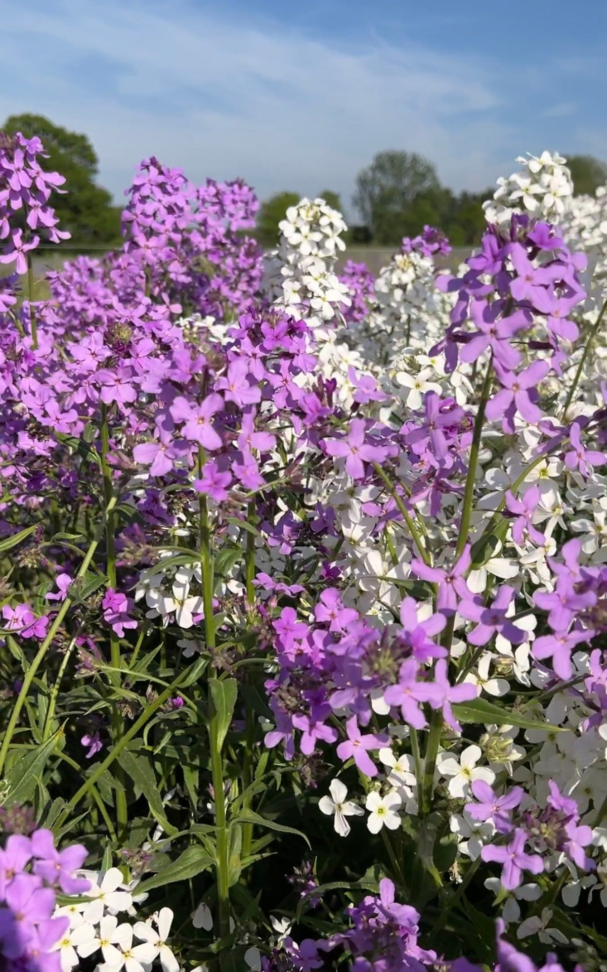 Hesperis Mixed (Hesperis matronalis) – field in flower under blue sky with trees