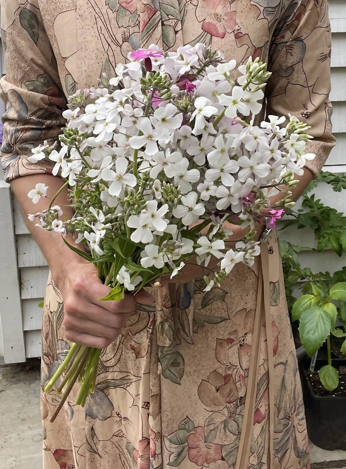 Person in a floral dress holding a bunch of Hesperis Mixed by a white-clad wall