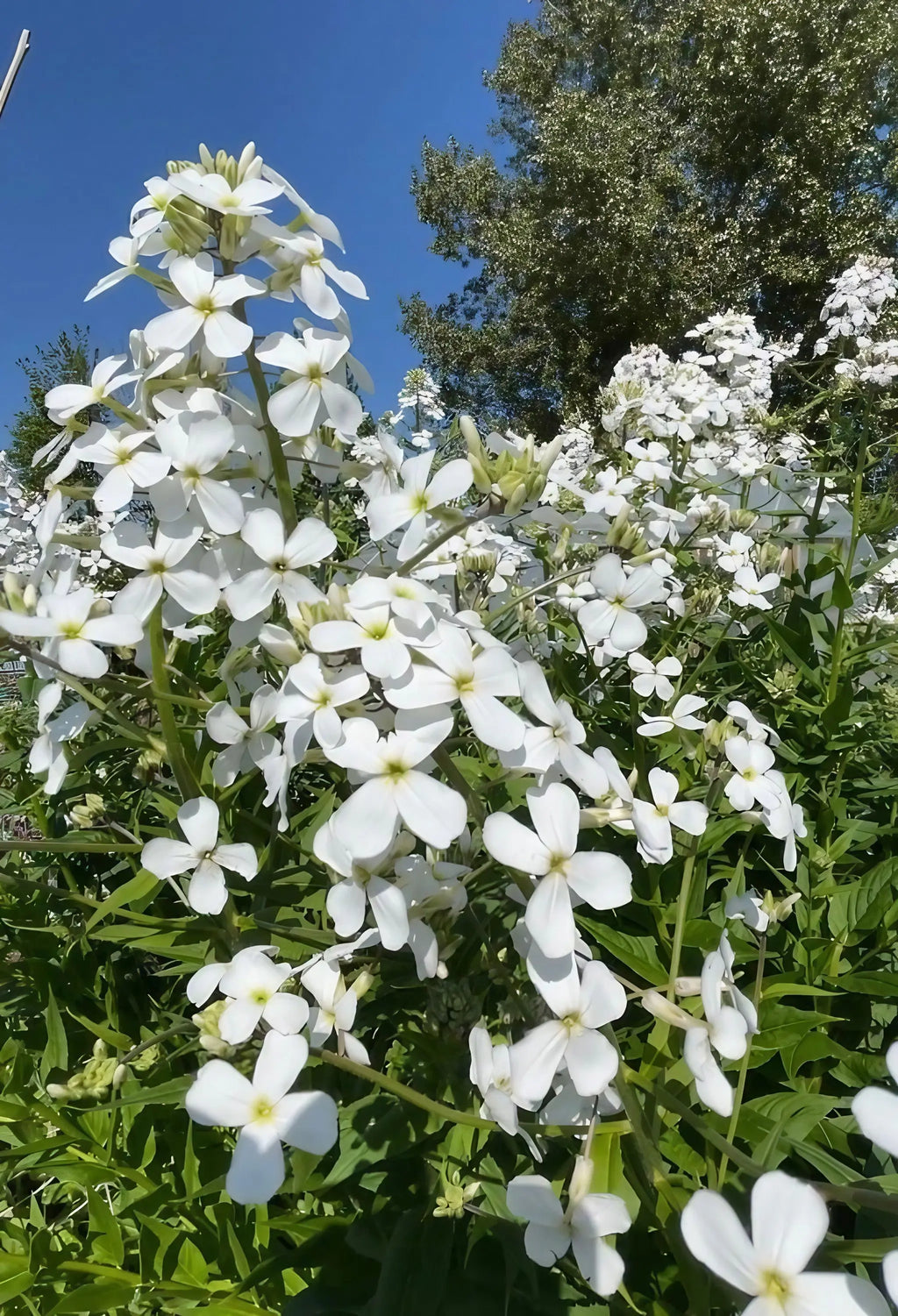 Hesperis Mixed flower clusters with tall trees and clear blue sky behind