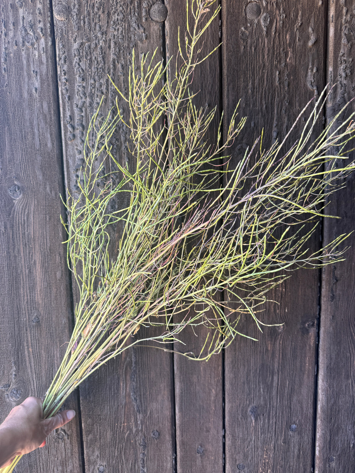 Hesperis (Sweet Rocket) Dried – bunch of slender seed pod stems against dark wood