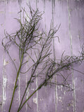 Two thin, green, curly branches of Hesperis (Sweet Rocket) Dried by Bishy Barnabees Cottage Garden Ltd lie diagonally on a distressed pale purple wooden surface with peeling white paint.
