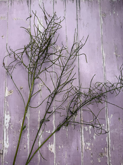 Hesperis (Sweet Rocket) Dried - Bishy Barnabees Cottage Garden Ltd