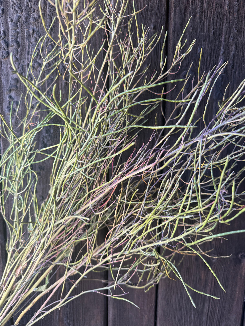 Dried Hesperis seed head bunch with fine pale green pods on a wooden fence