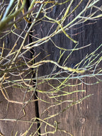 Dried Hesperis – close-up of thin curving seed pods against weathered boards
