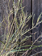 Dried Hesperis stems with long pale seed pods against a dark wooden fence