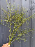A hand holds several green, wiry Hesperis (Sweet Rocket) Dried stems by Bishy Barnabees Cottage Garden Ltd, featuring thin, curly branches against a gray wooden wall.