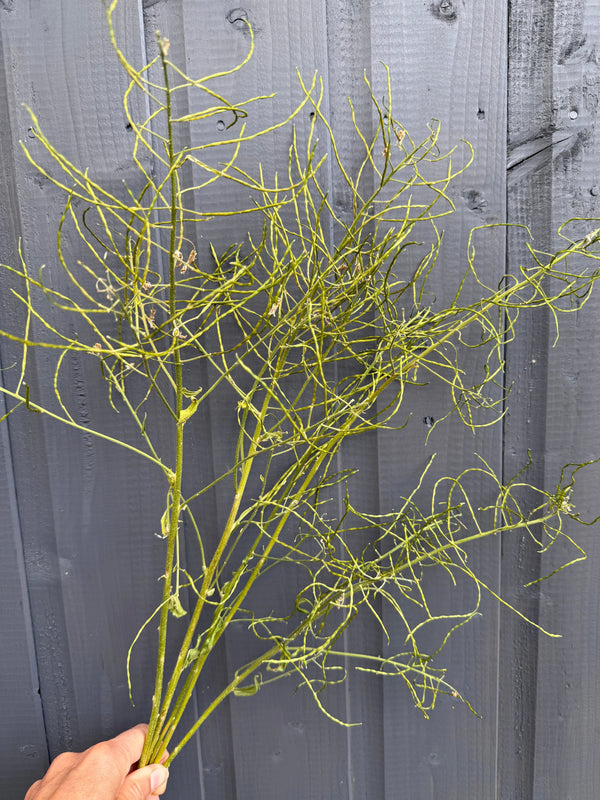 A hand holds several green, wiry Hesperis (Sweet Rocket) Dried stems by Bishy Barnabees Cottage Garden Ltd, featuring thin, curly branches against a gray wooden wall.