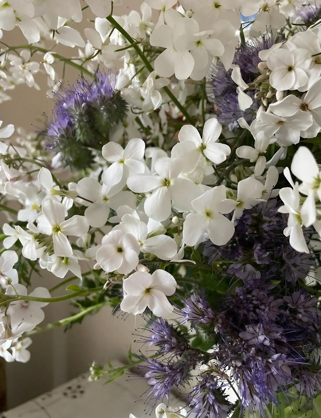 Hesperis White – close-up of white blooms with some pale purple flowers