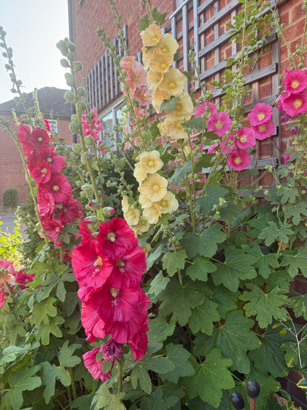 Hollyhock Bishy Barnabee Mix (Alcea rosea) – pink, red and yellow spires against a brick wall
