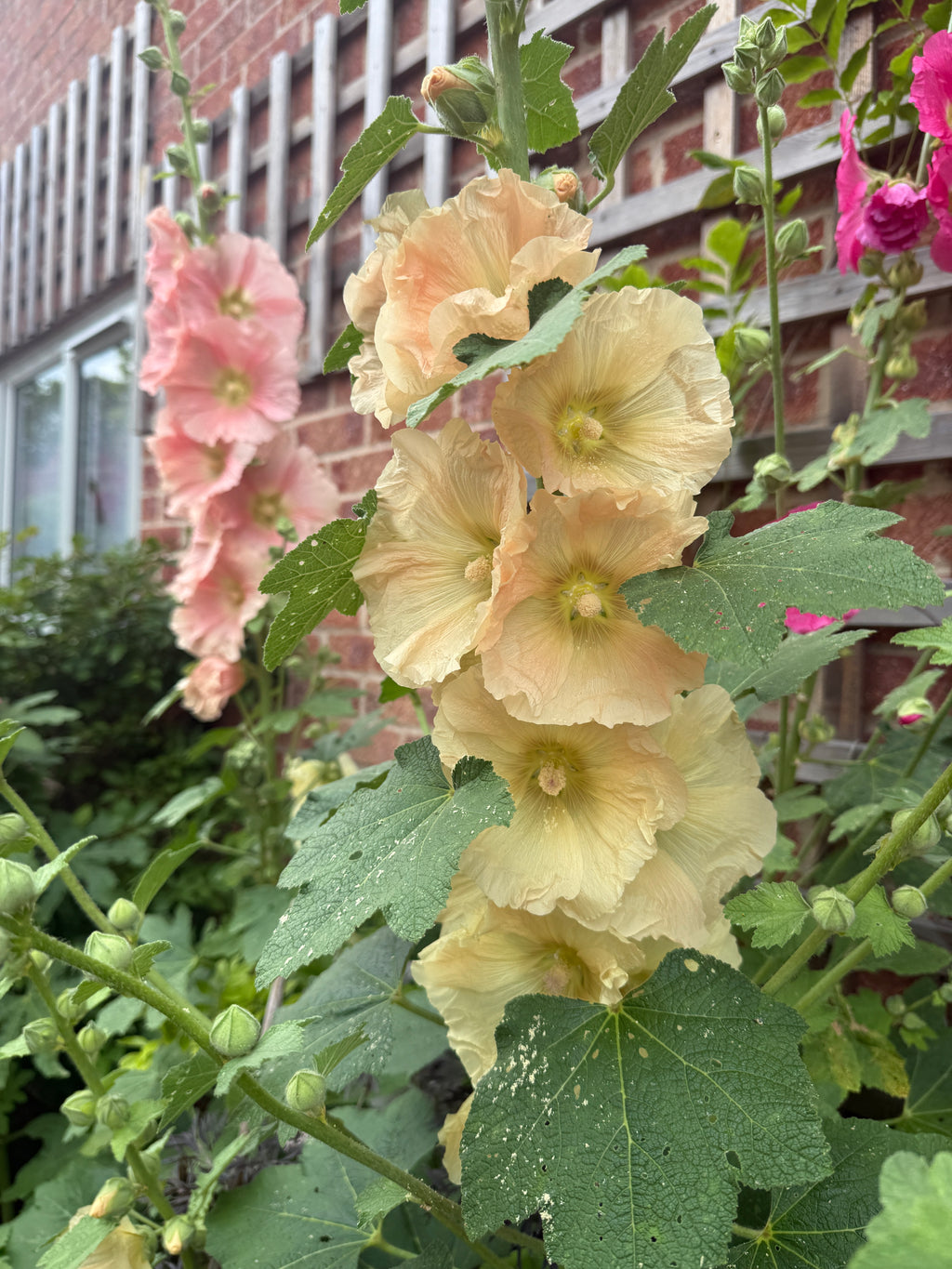 Hollyhock Bishy Barnabee Mix – apricot and pink blooms beside a trellis