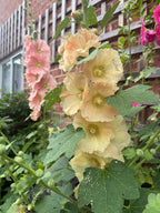 Hollyhock Bishy Barnabee Mix – apricot and pink blooms beside a trellis