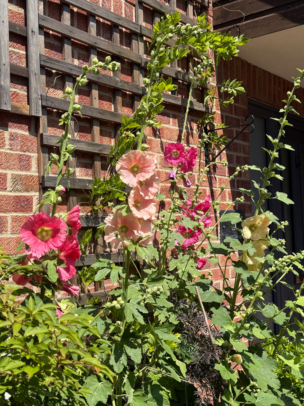 Hollyhock Bishy Barnabee Mix – tall pink and red stems climbing a trellis on a brick wall