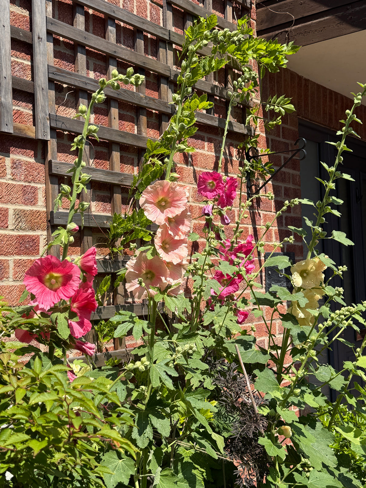 Hollyhock Bishy Barnabee Mix – tall pink and red stems climbing a trellis on a brick wall