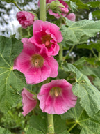 Hollyhock Bishy Barnabee Mix – close-up of pink flowers with yellow centres and buds