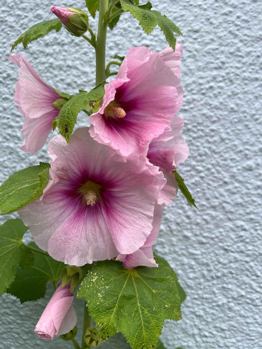 Hollyhock Bishy Barnabee Mix – pink flowers with magenta centres against a light grey wall
