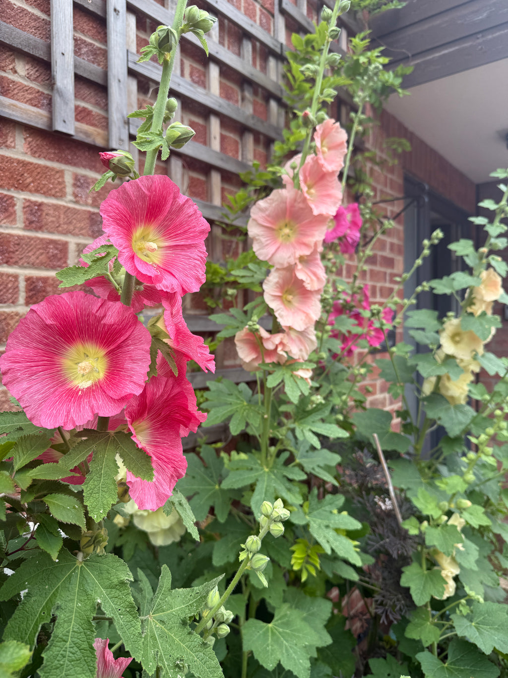 Hollyhock Bishy Barnabee Mix – pink and peach flowers by a trellis on a brick house