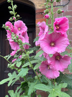 Hollyhock Bishy Barnabee Mix – bright pink stalks before a brick wall and dark wooden door