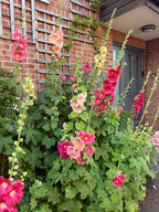 Hollyhock Bishy Barnabee Mix – red, pink and peach spires by a brick house porch