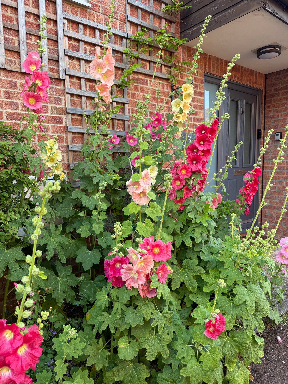 Hollyhock Bishy Barnabee Mix – red, pink and peach spires by a brick house porch