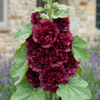 Hollyhock Blackberry – spike of double dark red flowers against a stone wall