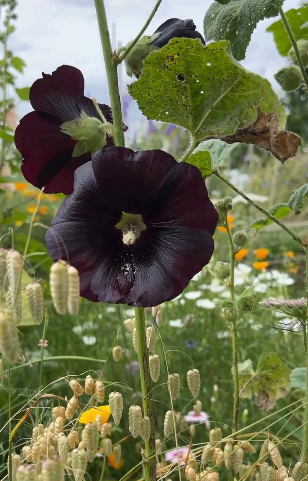 Hollyhock Nigra – deep purple-black blooms with pale centres among green leaves