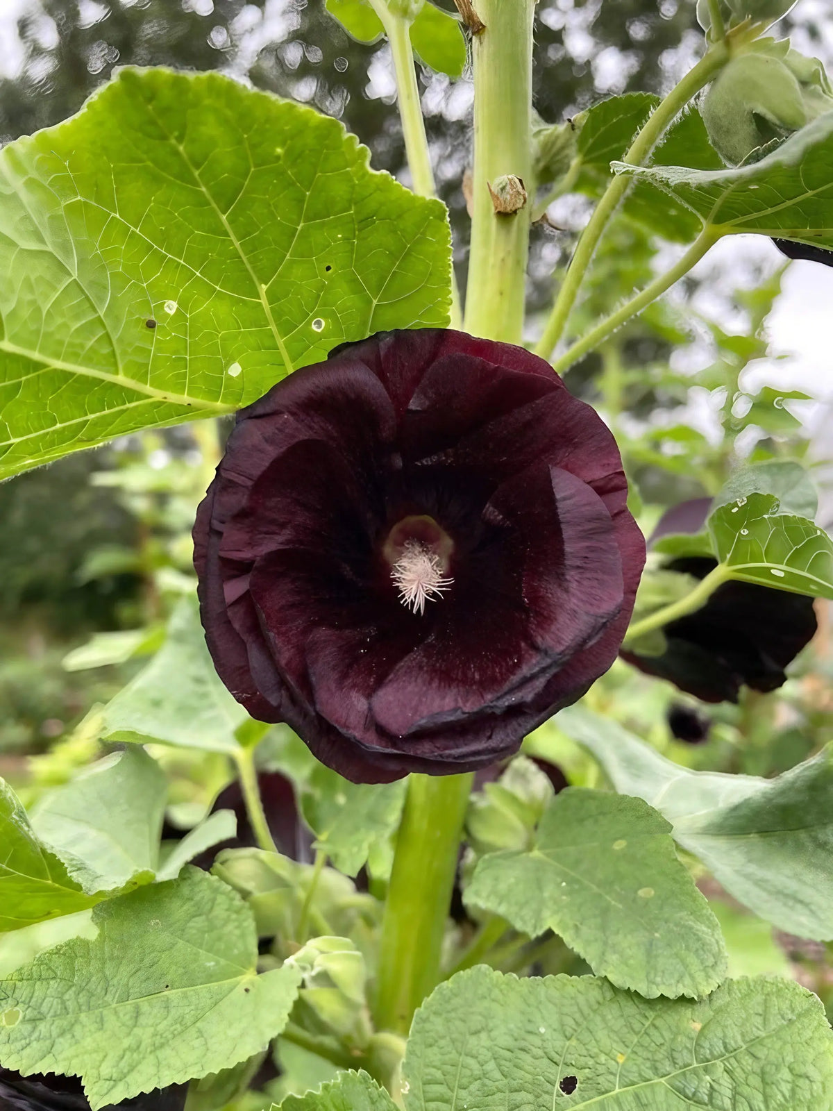 Hollyhock Nigra – single dark maroon-black flower surrounded by leaves