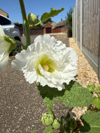 Hollyhock Summer Carnival – white double flower with a pale yellow centre on a gravel path