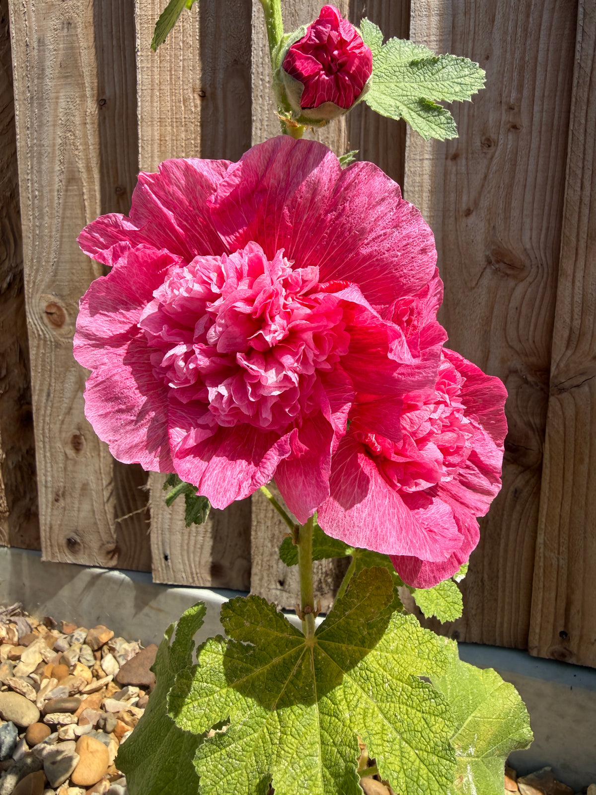 Hollyhock Summer Carnival – deep pink double bloom and bud against a wooden fence