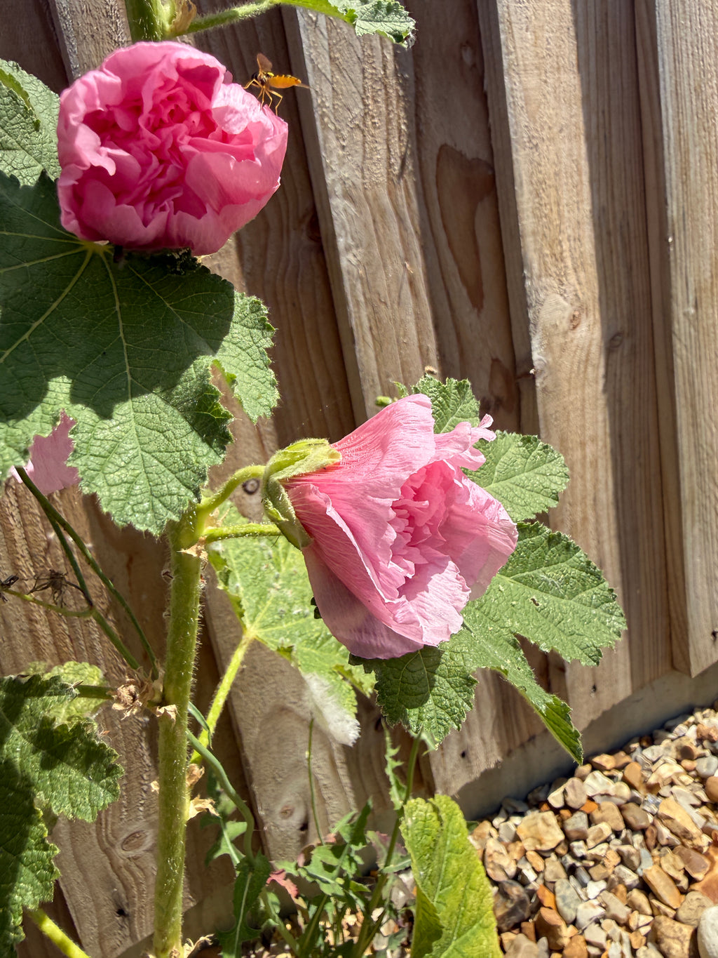 Hollyhock Summer Carnival – two pink double flowers by a fence and gravel