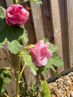 Hollyhock Summer Carnival – two pink double flowers by a fence and gravel