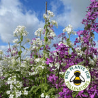 Honesty Mixed – white and purple flowers under a cloudy sky with RHS Plants for Pollinators logo