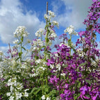 Honesty Mixed – white and purple flowers supported by wooden stakes