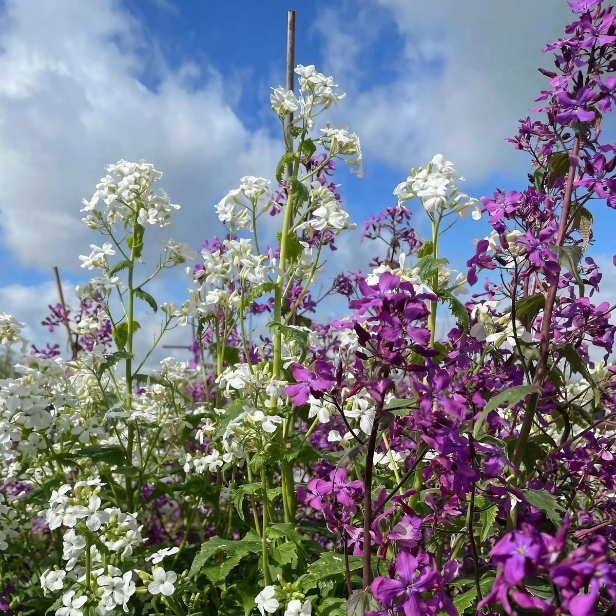 Honesty Mixed – white and purple flowers supported by wooden stakes