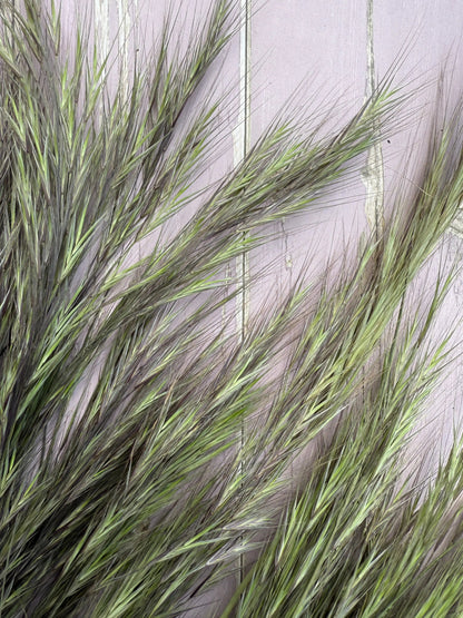 Hordeum (Barley) Grass Dried - Bishy Barnabees Cottage Garden Ltd
