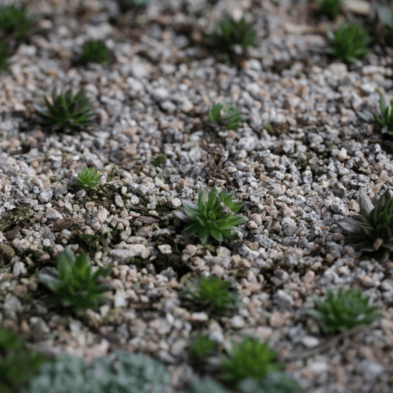 Dandy's Topsoil & Landscape Supplies Horticultural Grit features small green succulents set among grit, moss, and soil, with a focused foreground and blurred background. Ideal for enhancing potting drainage in your plant displays.