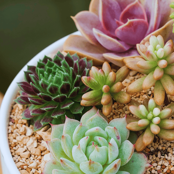 Alpine Grit 2-6mm - Horticultural Grit for Alpines & Succulents