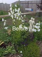 Before: white campanula flopping in a border without plant supports