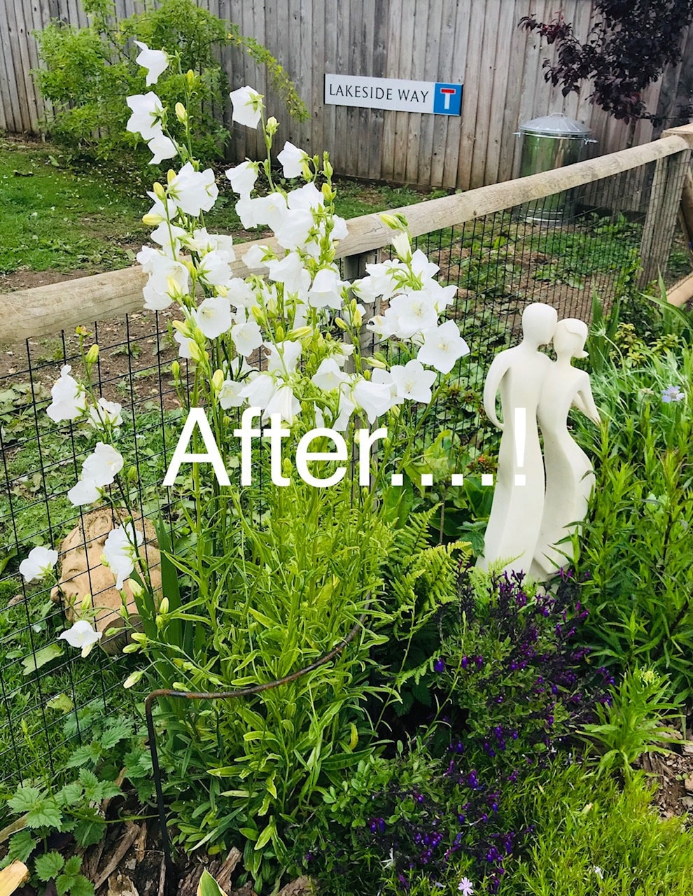 After: white campanula held upright with metal plant supports