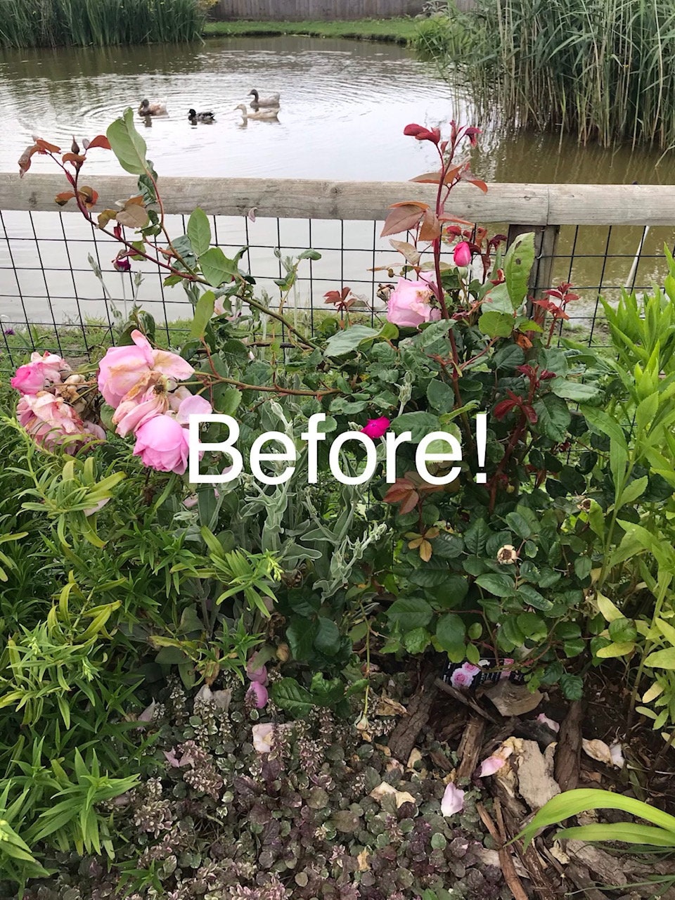 Before: pink roses and flowers flopping in a border