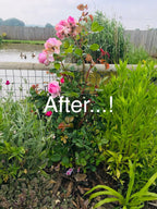 After: pink roses held upright with metal plant supports