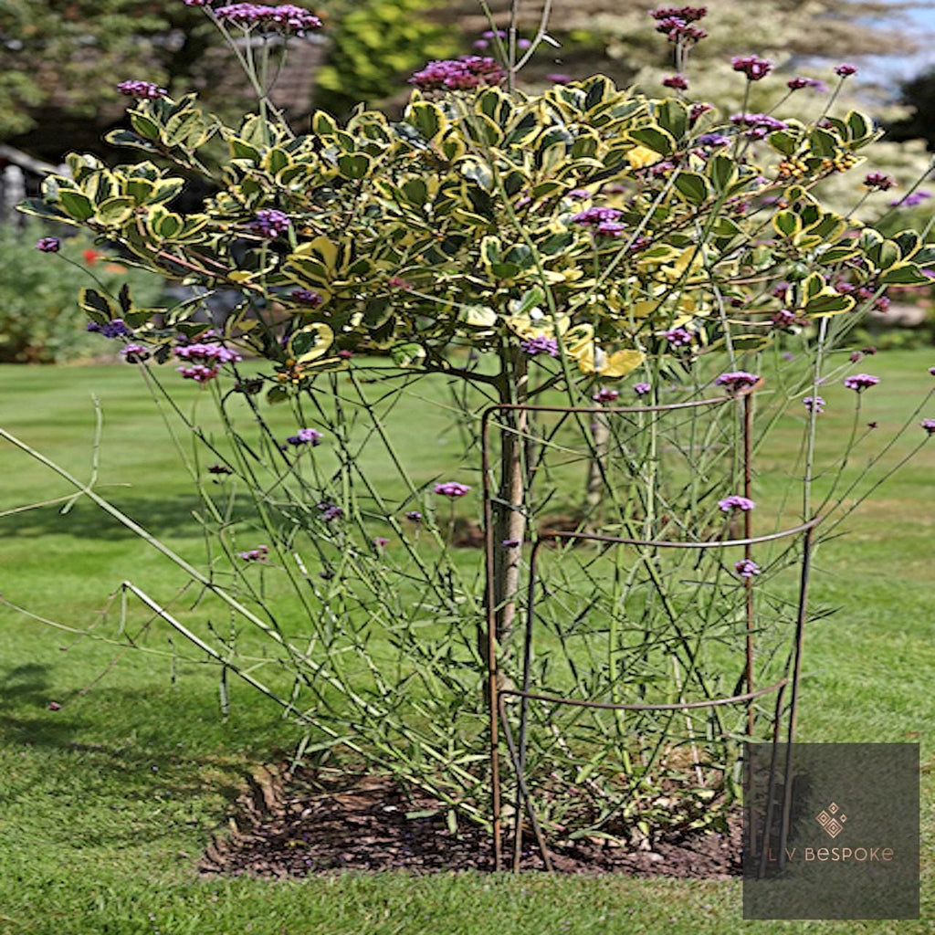 Shrub held in shape by metal plant supports on a lawn