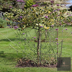 Shrub held in shape by metal plant supports on a lawn