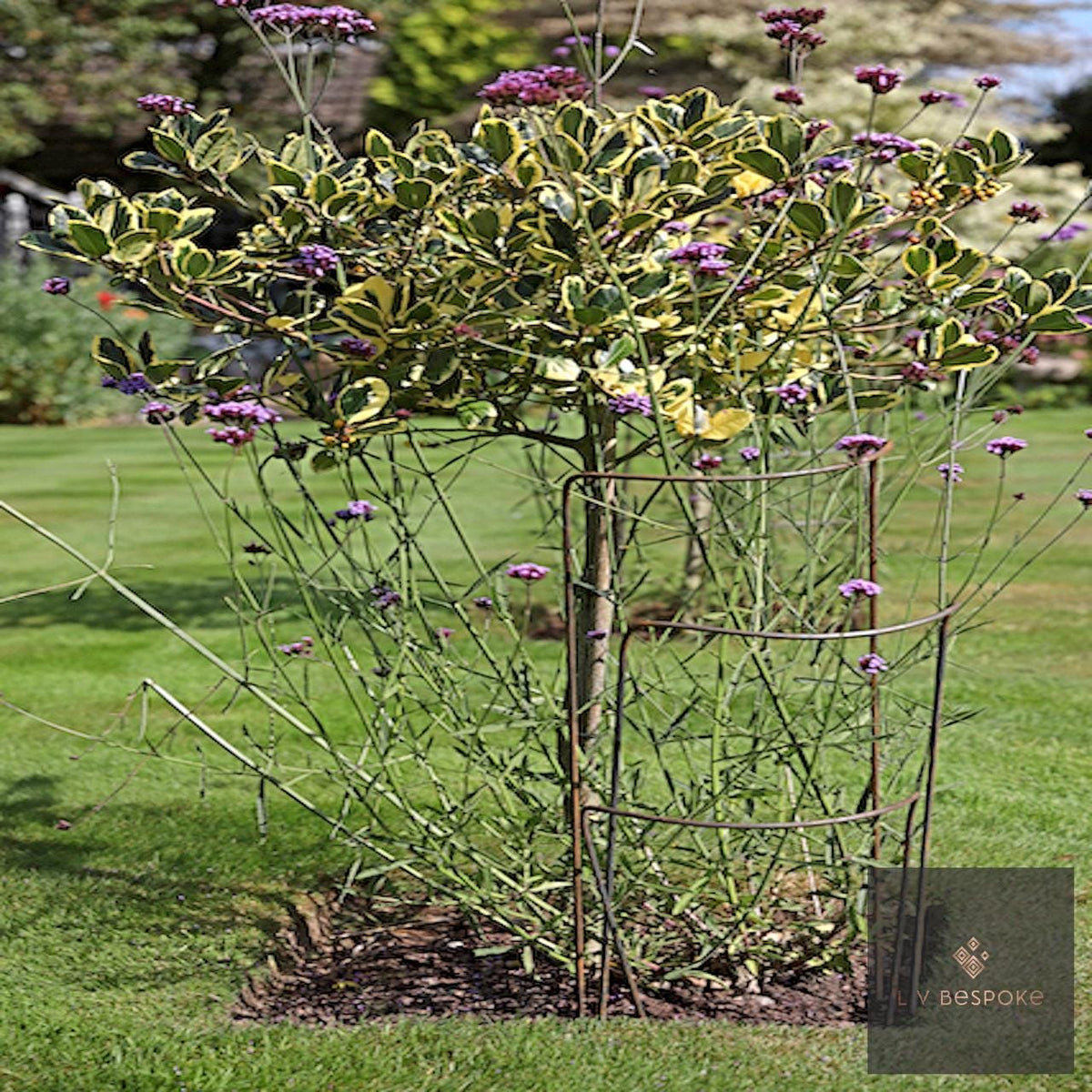 Shrub held in shape by metal plant supports on a lawn