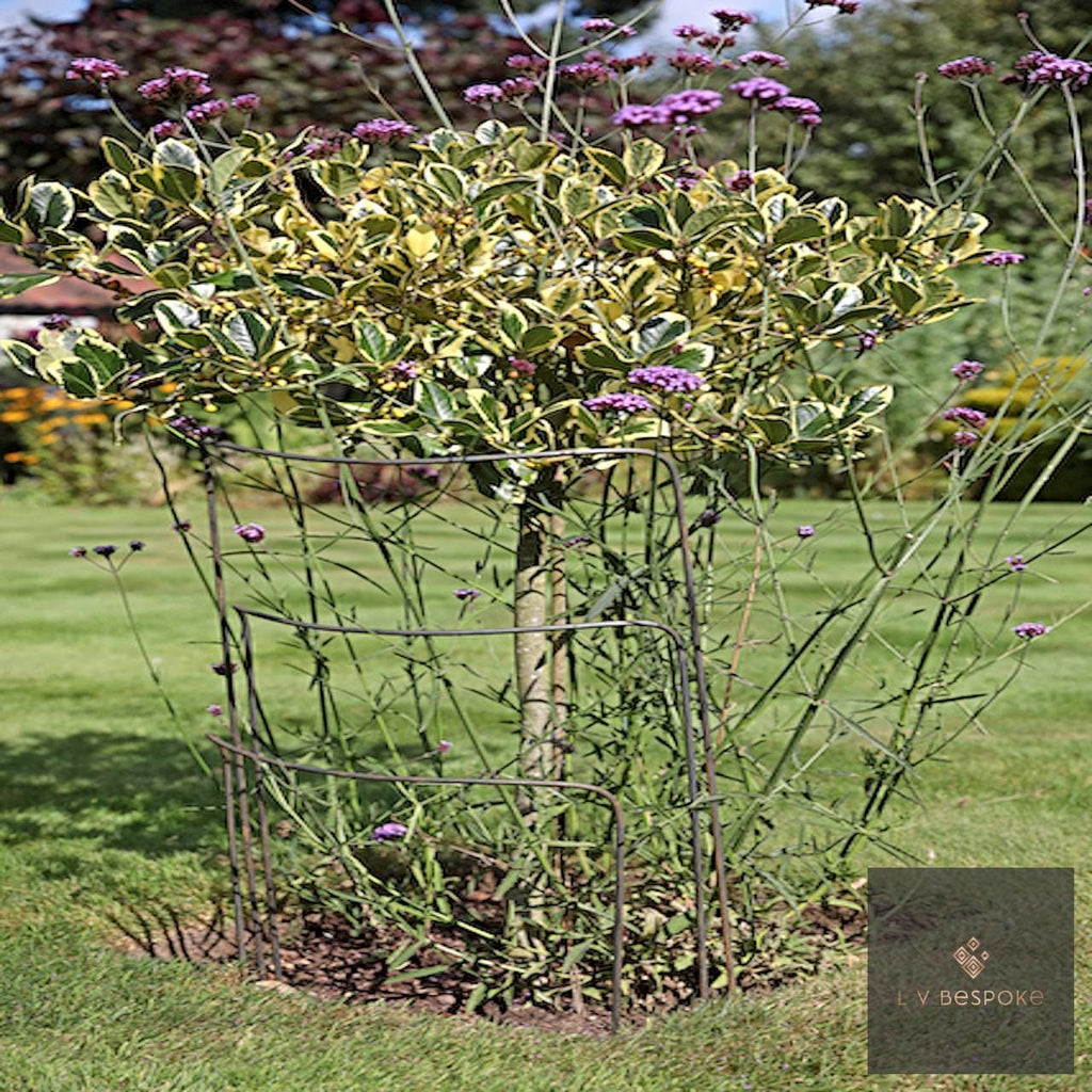 Variegated shrub supported by metal plant hoops on a lawn